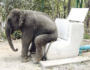 Gajah pun reti duduk..
