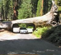 Tree tunnel?
